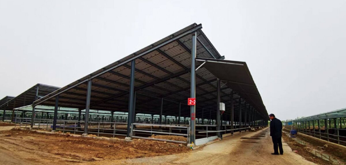 信橋鋼構(gòu)：打卡蒙陰農(nóng)業(yè)溫室大棚、青州黑牛養(yǎng)殖基地！(圖5)